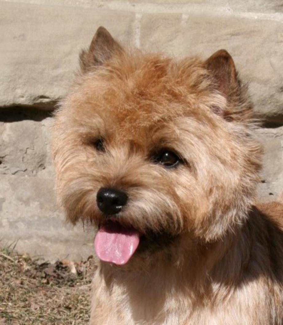 Cairnisle Cairn Terriers